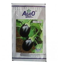 Brinjal Isha